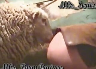 Pony bestiality porn