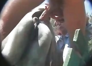 Sensual white stallion is getting in the animal porn